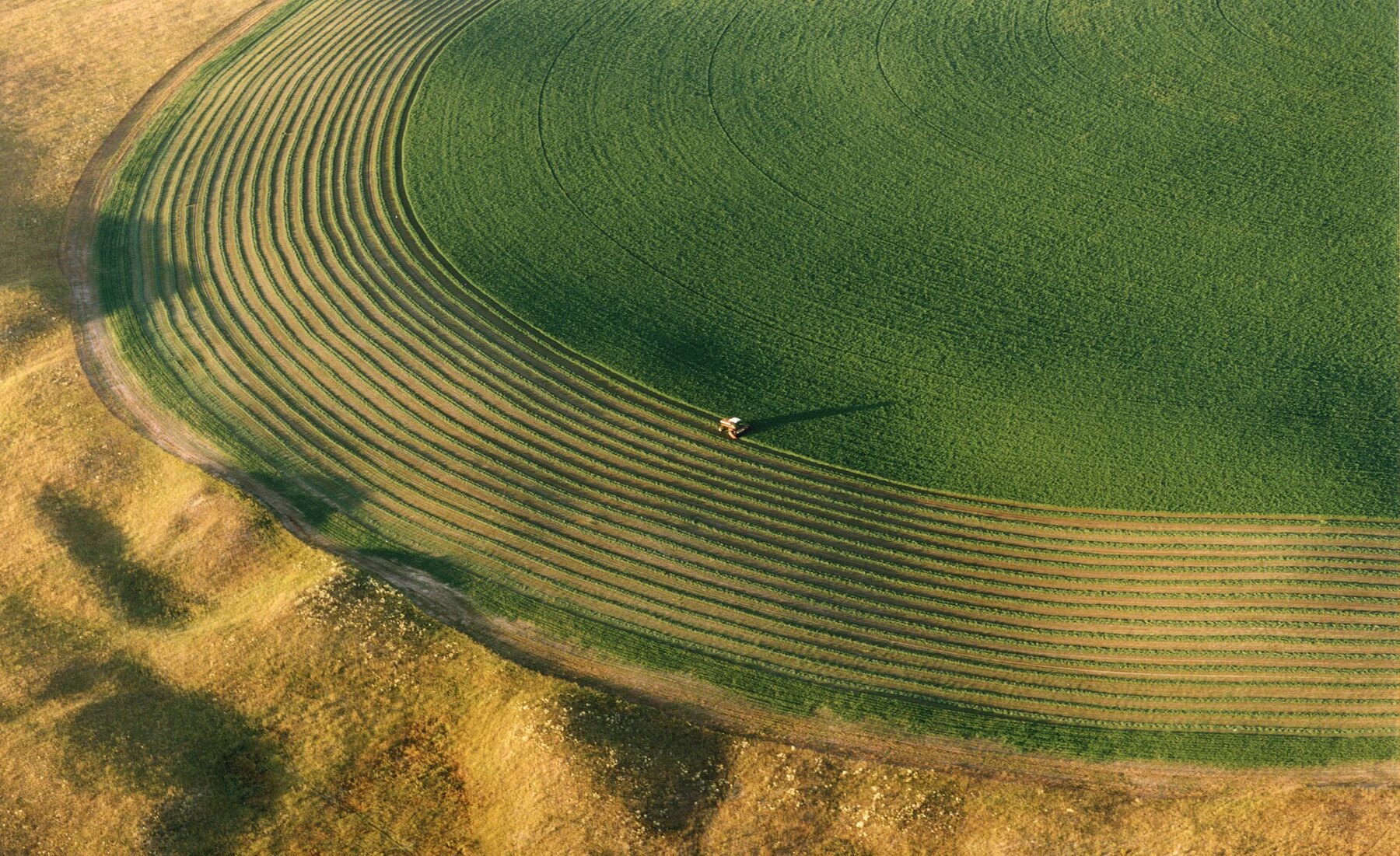 Aerial view of a pivot-irrigated alfalfa field being swathed into curving windrows at golden hour
