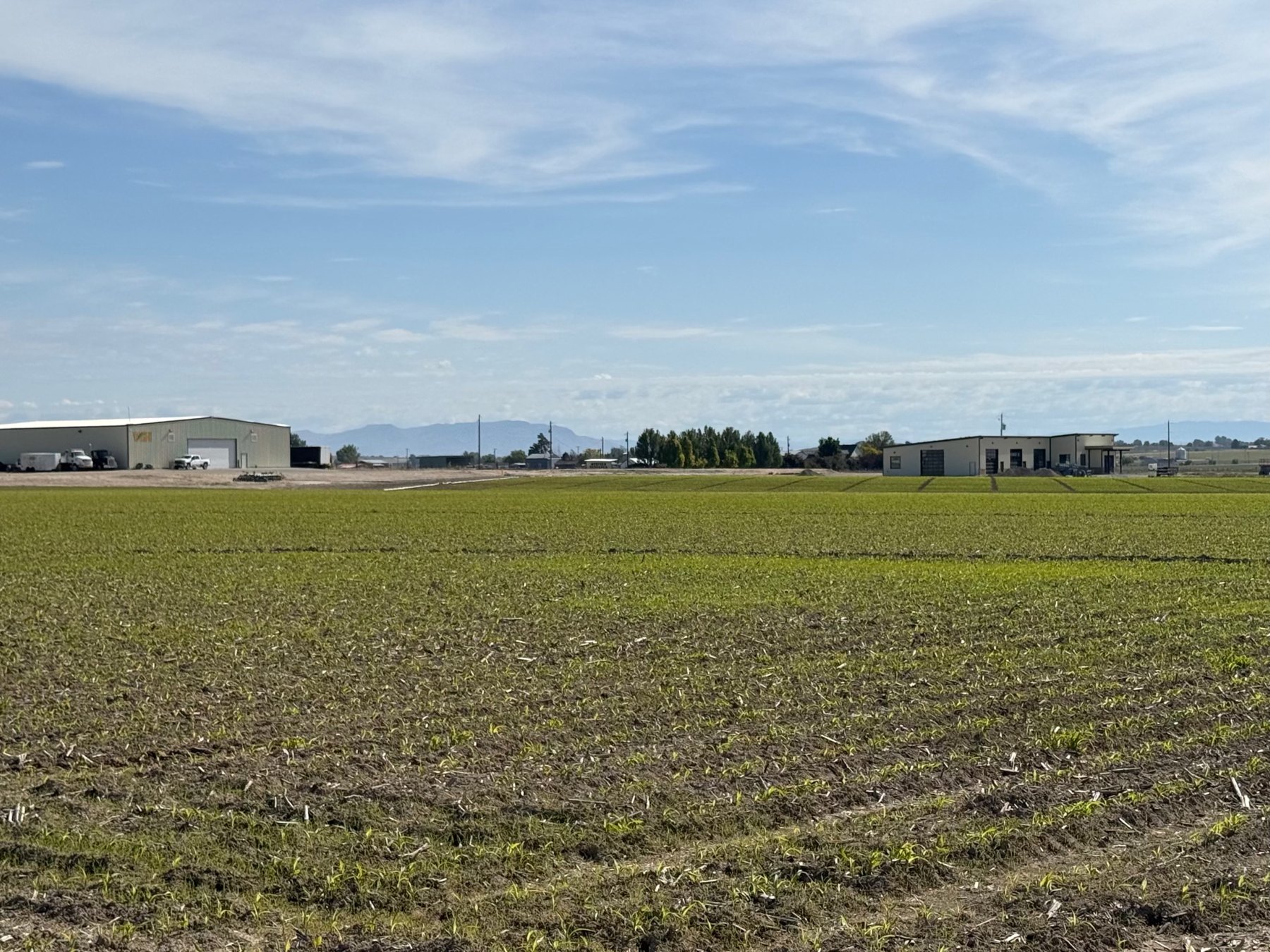 Field with Western Hybrids buildings beneath a blue sky