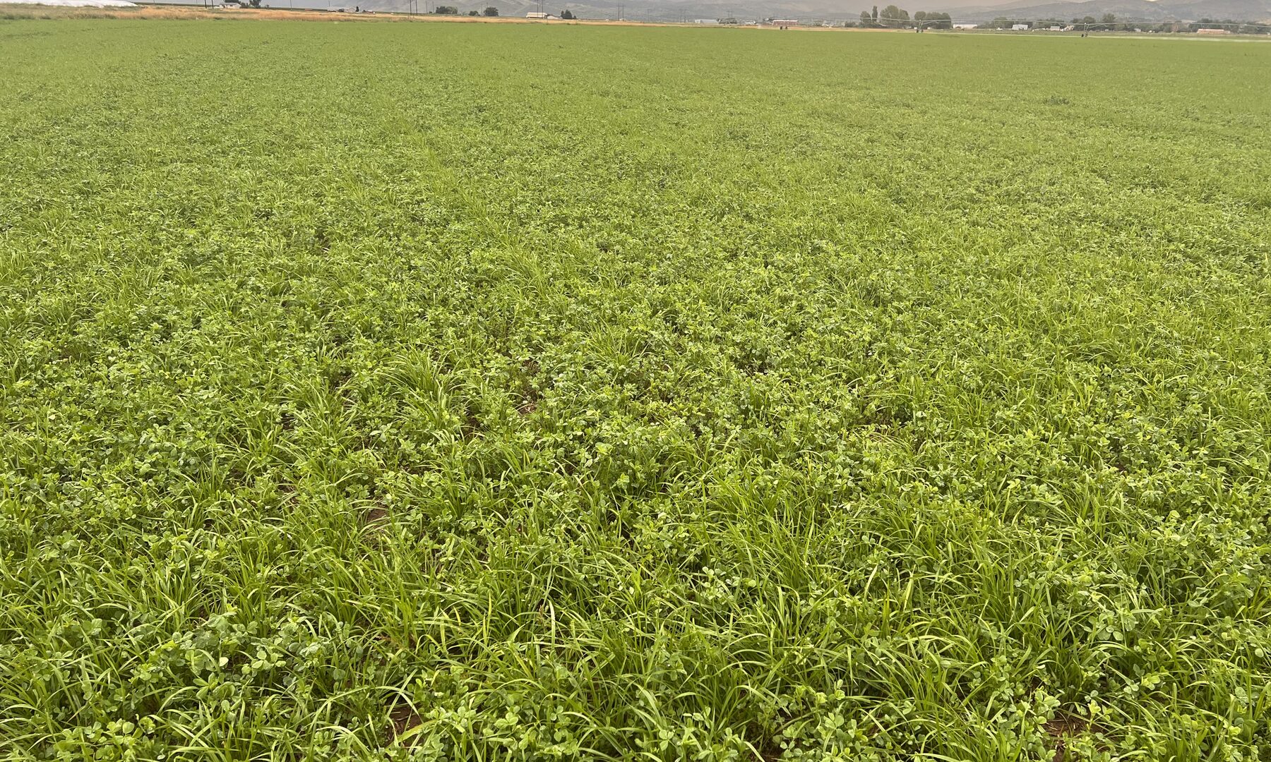 A dense Western Grass stand with clover under a hazy Idaho sunset