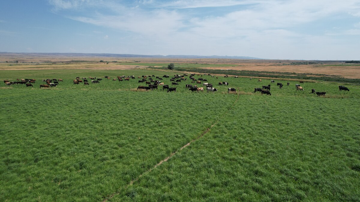 Cattle grazing across a broad green western pasture