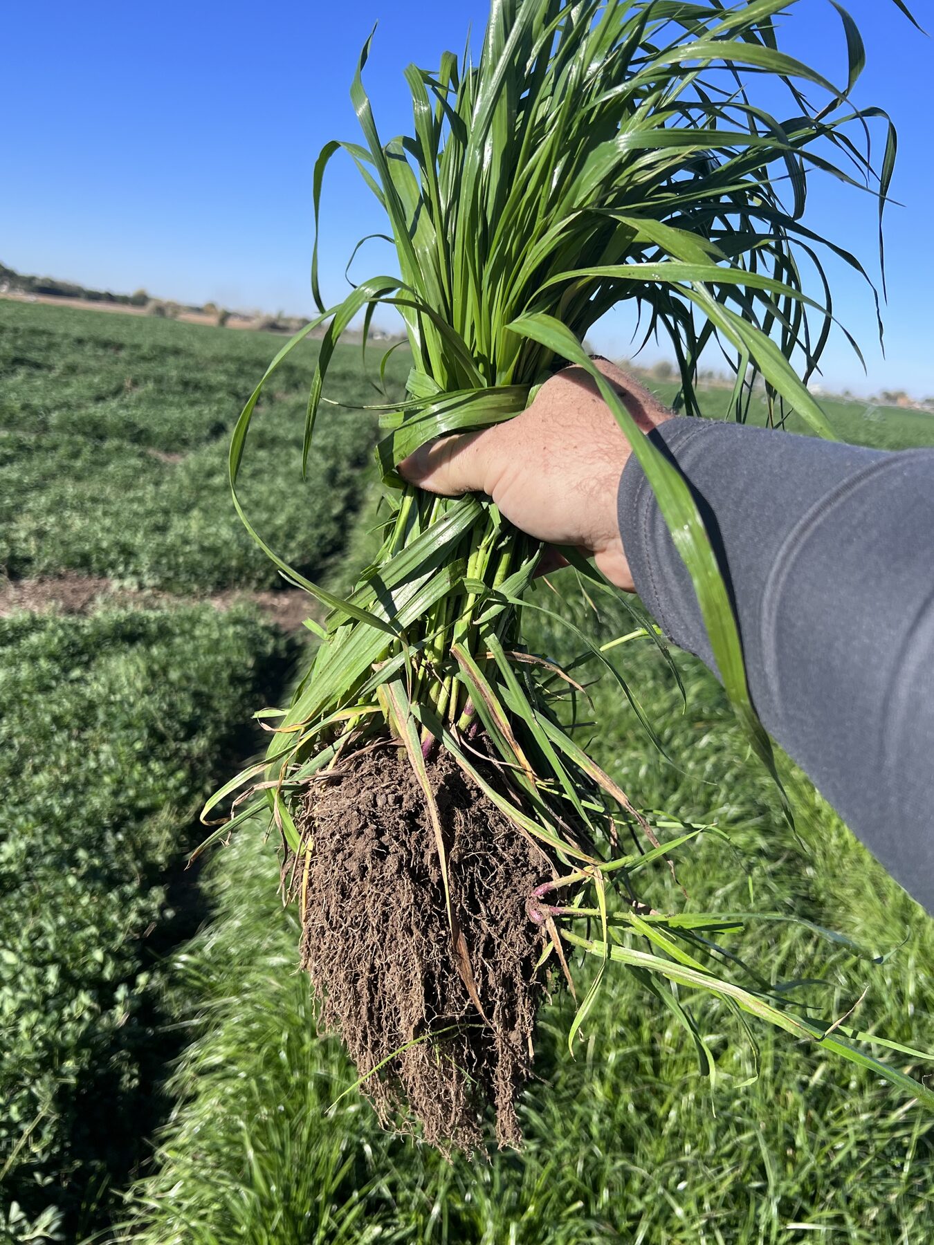 A hand holding a pulled ryegrass plant with an intact root mass and soil still attached